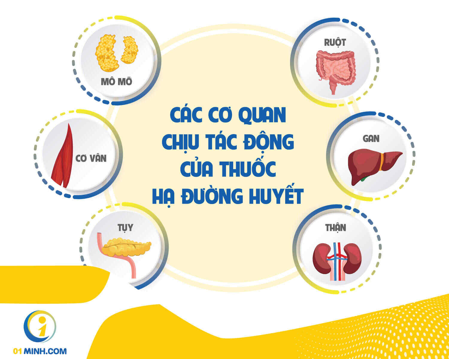 Ảnh hưởng của thuốc hạ đường huyết đối với các cơ quan chức năng