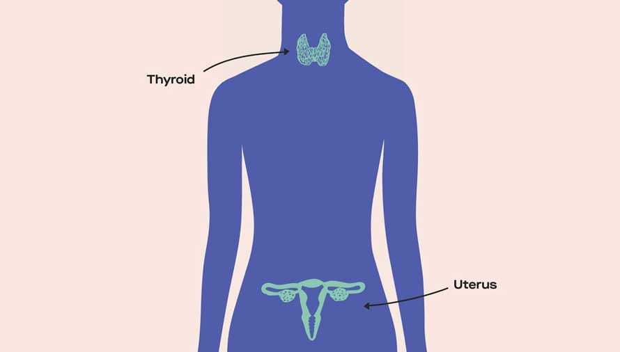 What's the connection between the thyroid and fertility?
