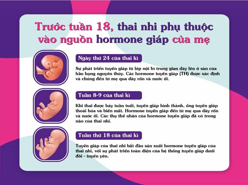 Trước tuần 18, thai nhi phụ thuộc vào nguồn hormon giáp của mẹ